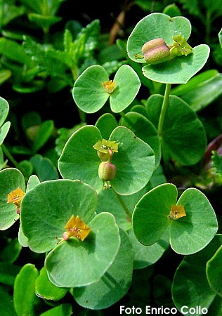 Euphorbia valliniana