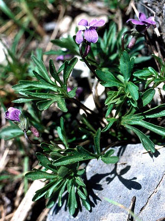 Viola pinnata